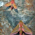 Elephant hawkmoth and small elephant hawkmoth - Kenneth Noble